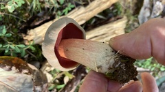 Caloboletus firmus