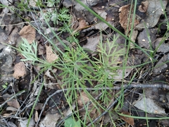 Kadenia dubia