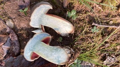 Caloboletus firmus