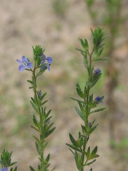 Veronica dillenii