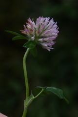 Trifolium pratense pratense