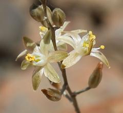 Ornithogalum juncifolium