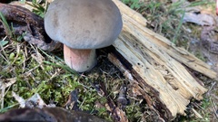 Caloboletus firmus