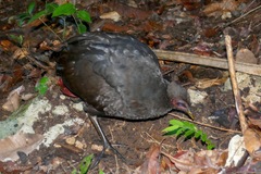 Megapodius freycinet