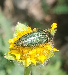 Acmaeodera resplendens