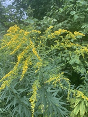 Solidago