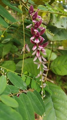 Indigofera pendula