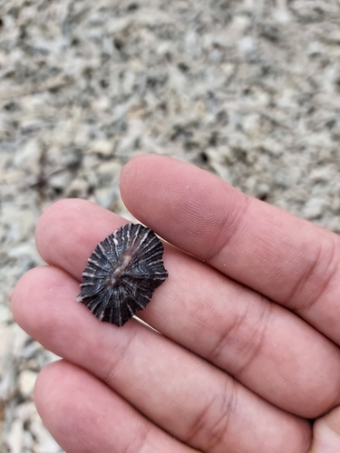 Flat False Limpet