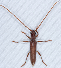 Aneflomorpha lineare