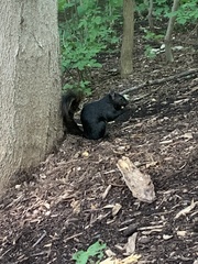 Sciurus carolinensis