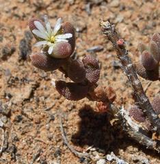 Trichodiadema attonsum