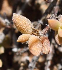 Trichodiadema attonsum