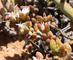 Trichodiadema attonsum