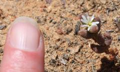 Trichodiadema attonsum