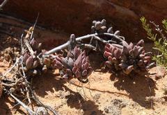 Crassothonna capensis