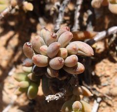 Crassothonna capensis