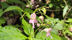 Impatiens