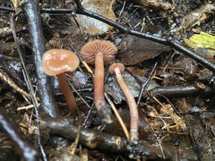 Laccaria laccata pallidifolia