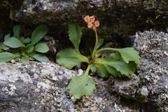 Primula daonensis