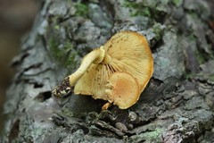 Pleuroflammula tuberculosa