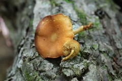 Pleuroflammula tuberculosa