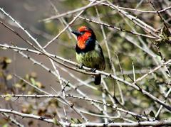 Lybius torquatus torquatus
