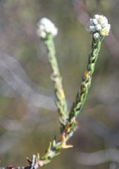 Phylica cuspidata cuspidata