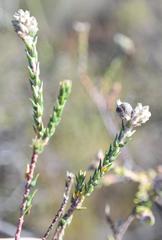 Phylica cuspidata cuspidata