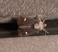 Helotropha reniformis