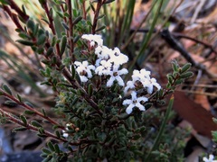 Leucopogon microphyllus pilibundus
