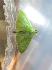 Parotis prasinophila