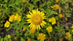 Asteraceae