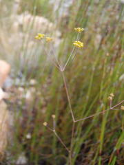 Chamarea capensis