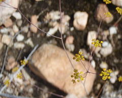 Chamarea capensis