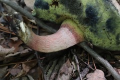 Cyanoboletus