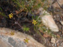 Chamarea capensis