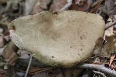 Cyanoboletus