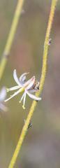 Chlorophytum viscosum