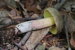 Cyanoboletus