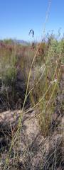 Chlorophytum viscosum