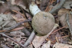 Cyanoboletus