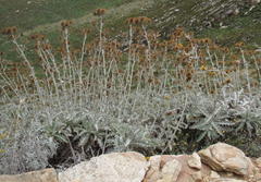 Berkheya francisci