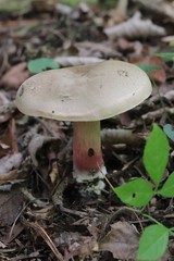 Cyanoboletus
