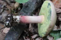 Cyanoboletus