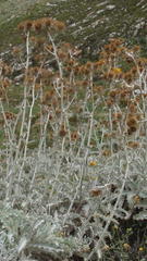 Berkheya francisci
