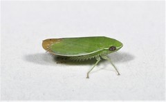Memnonia flavida