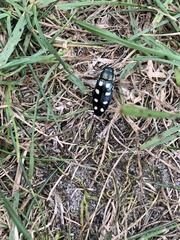 Buprestis octoguttata
