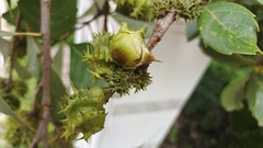 Castanopsis delavayi