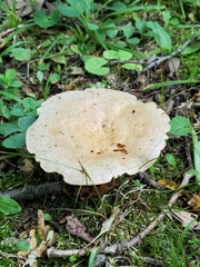 Lactifluus