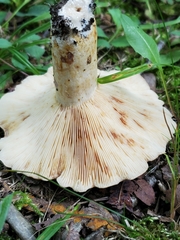 Lactifluus